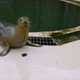 Illustration for article titled I Hate Earnestness, But I Love These Singing Seals